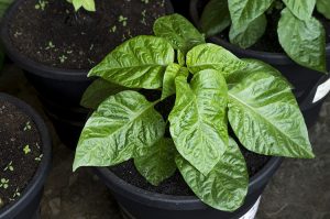 Folhas de Pimenta Para que serve propriedades e benefícios Cura Natural