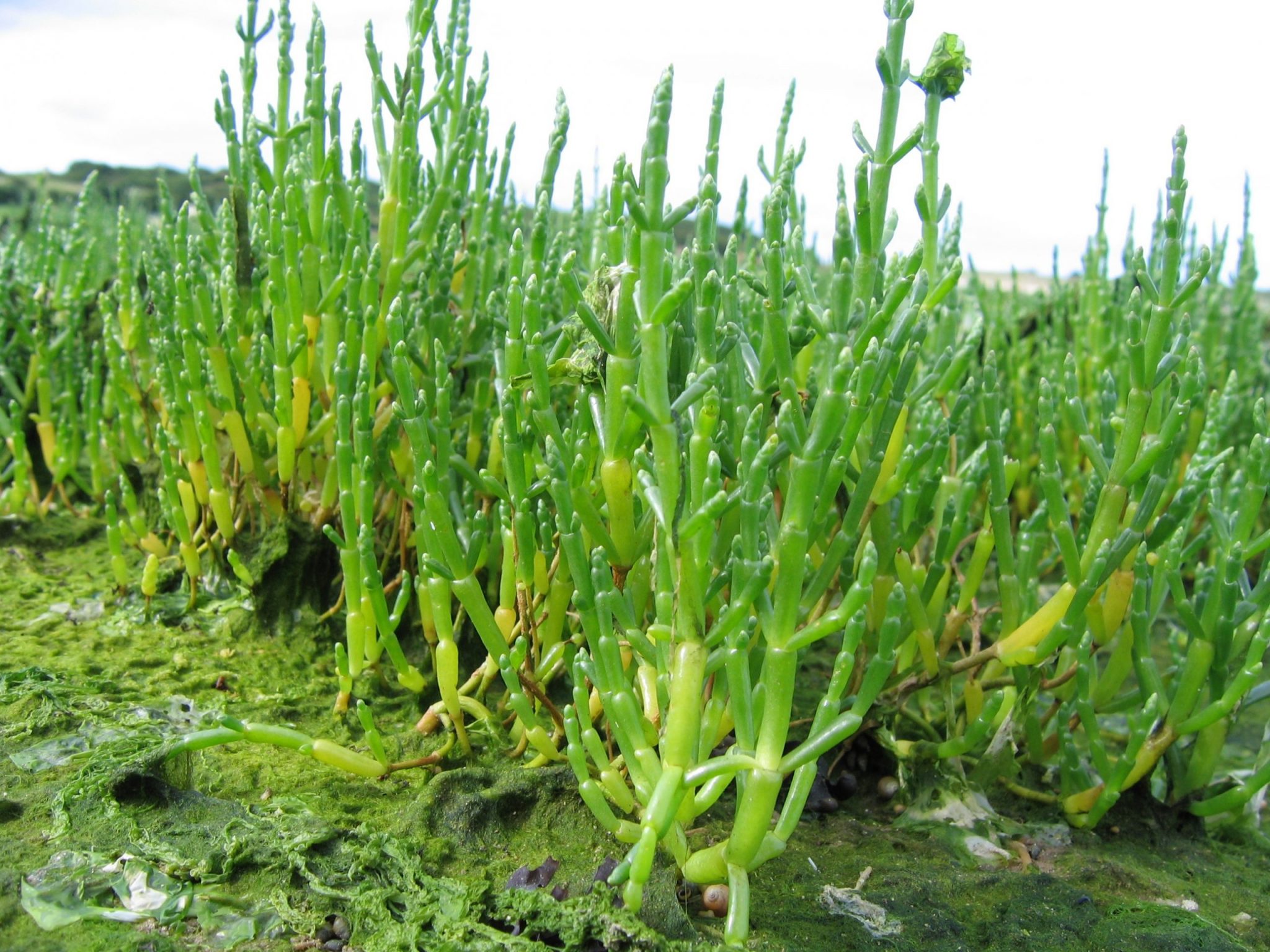 Salicórnia O Que é Benefícios E Como Usar Cura Natural